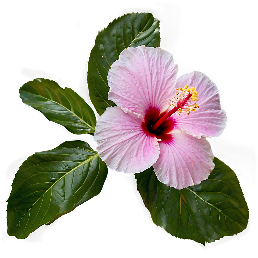 Hibiscus Petal Png Tkd