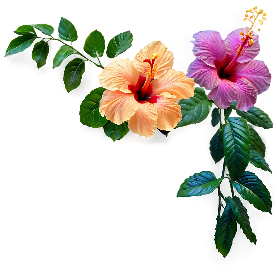 Hibiscus Plant Png 05232024