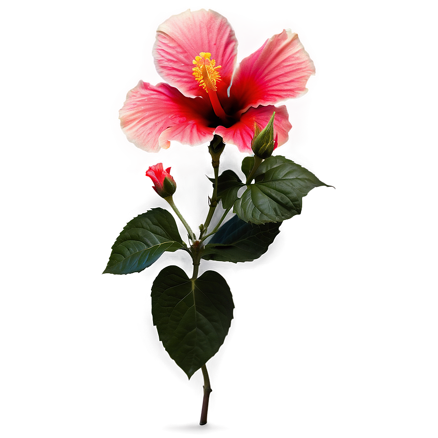 Hibiscus Silhouette Png 05232024