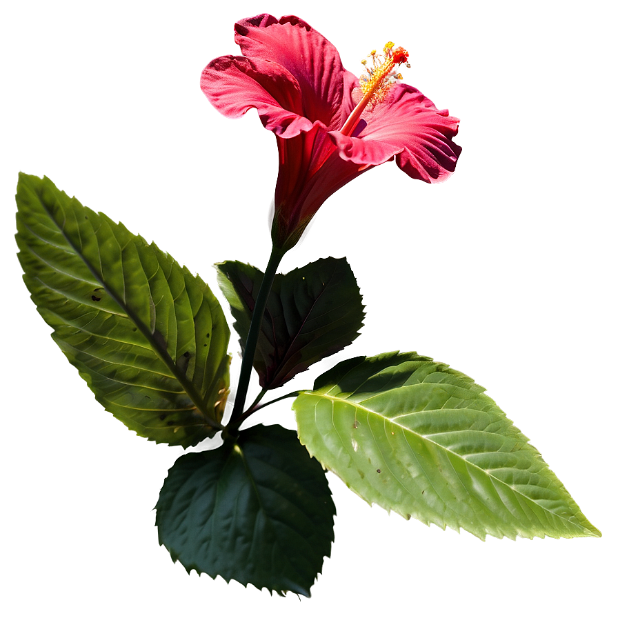 Hibiscus Silhouette Png Rti53