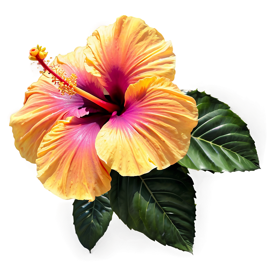 Hibiscus Sunset Glow Png Rev30