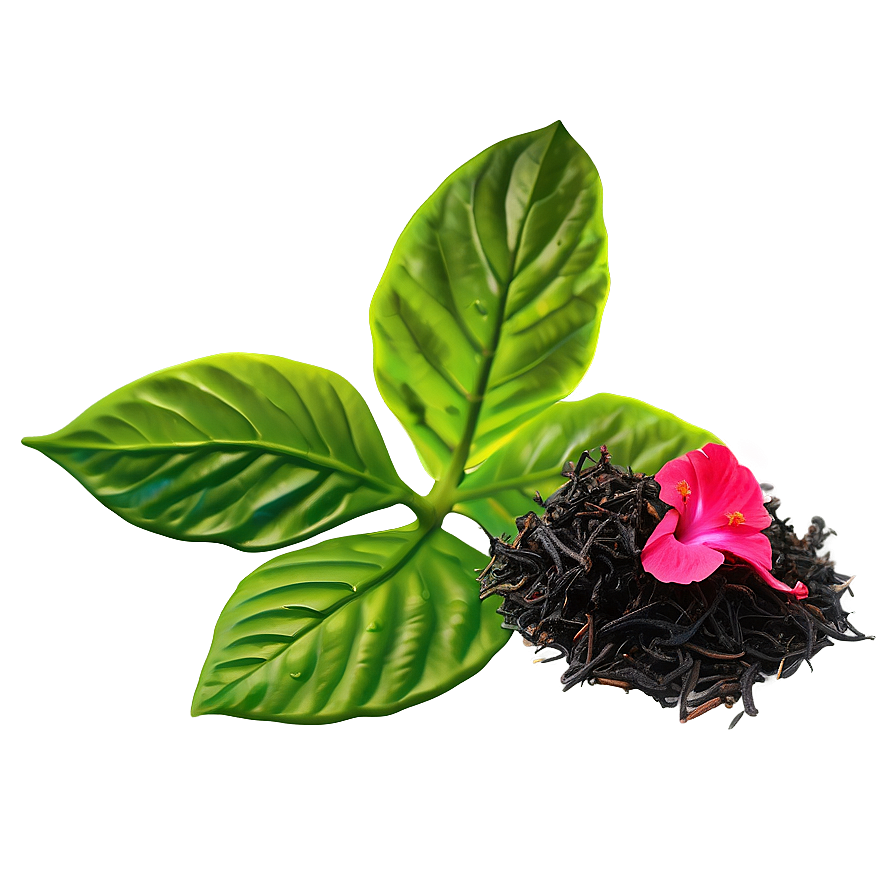 Hibiscus Tea Leaf Png 22