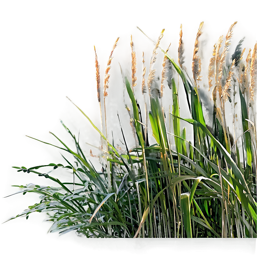 High Grass Field Png Hbb