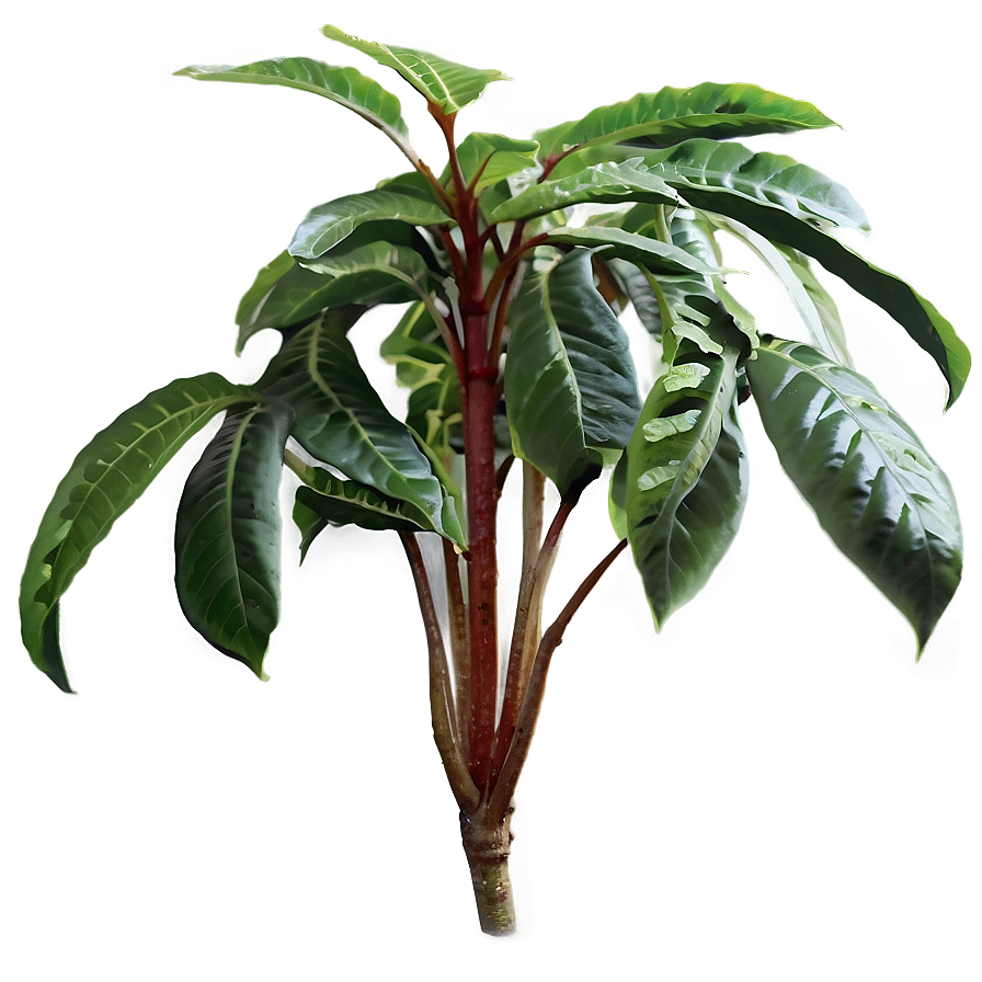 High Humidity Plant Png 39