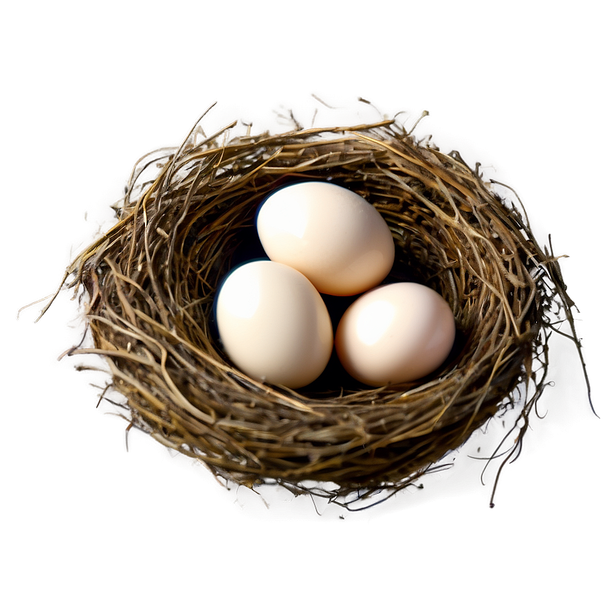 High-quality Bird Nest Png 49