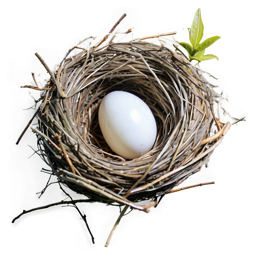 High-quality Nest Image Png 46