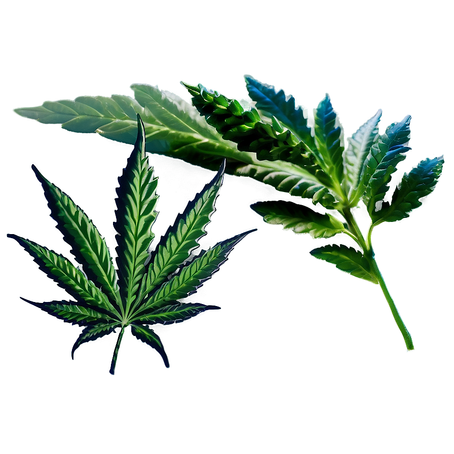 High-quality Weed Png 05032024