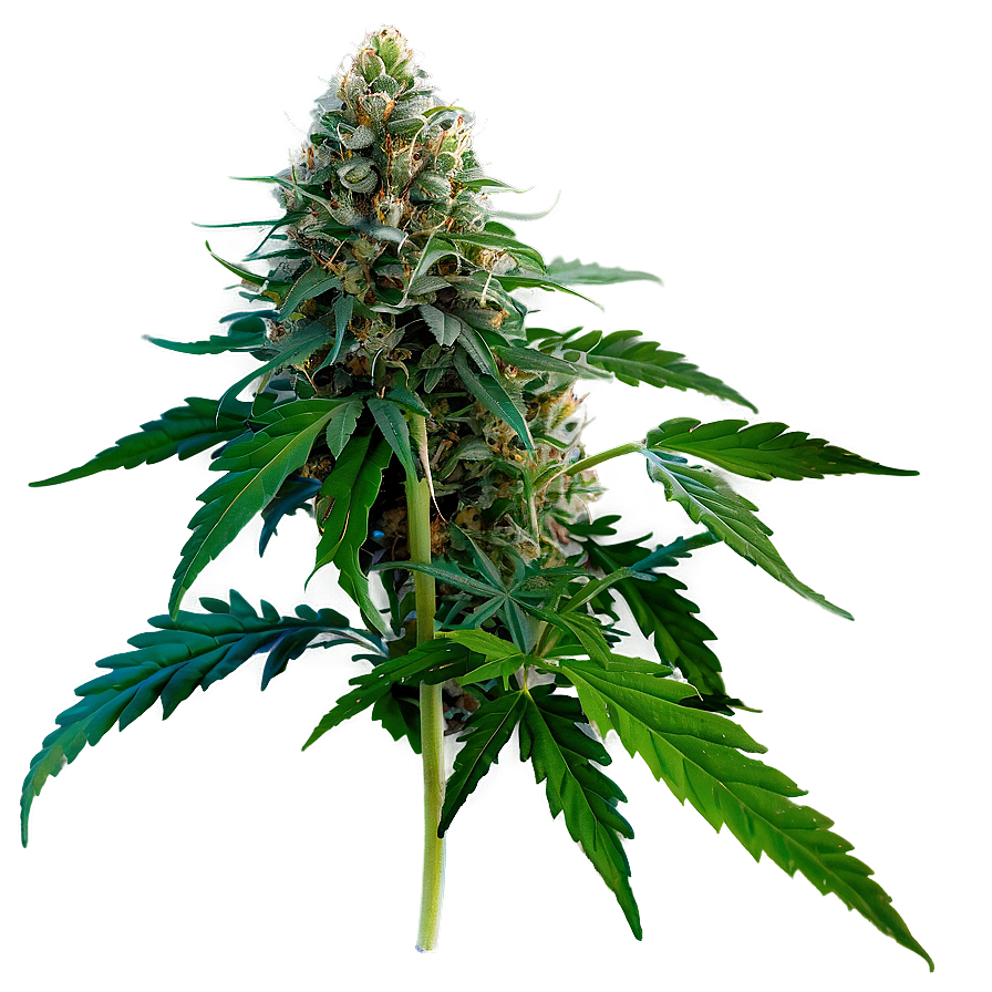 High-quality Weed Png 58