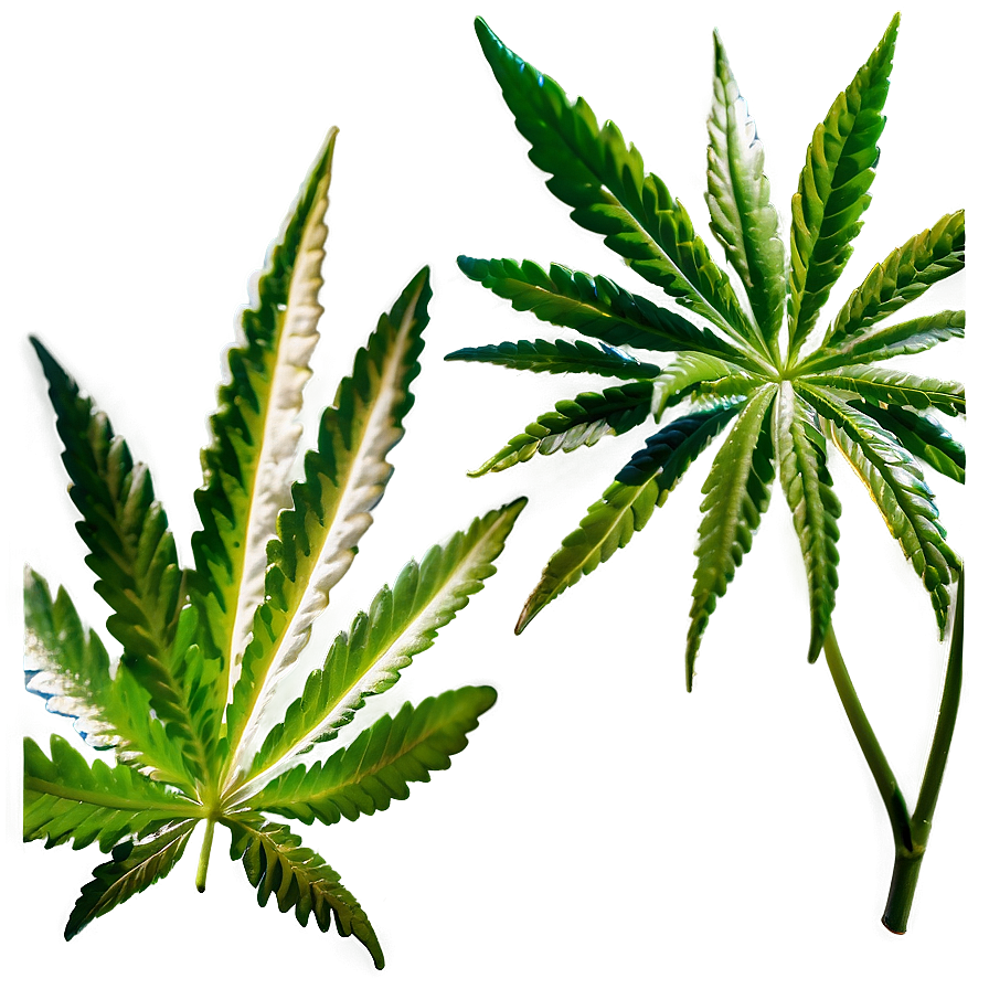 High-quality Weed Png 88