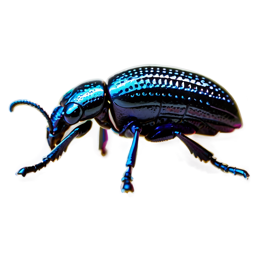 High-quality Weevil Png 59