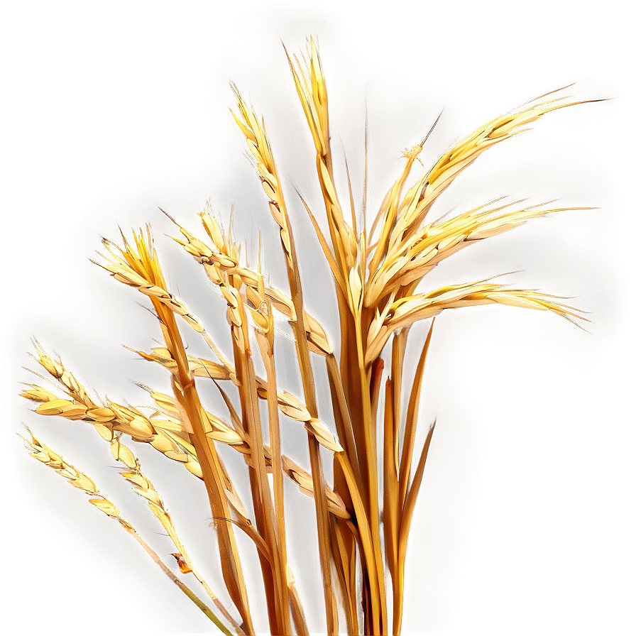 High Resolution Dry Grass Png 49