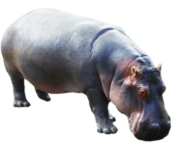 Hippopotamus Standing Isolated