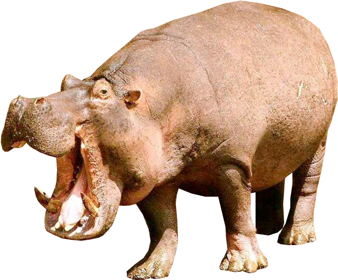 Hippopotamus Yawning Isolated.png