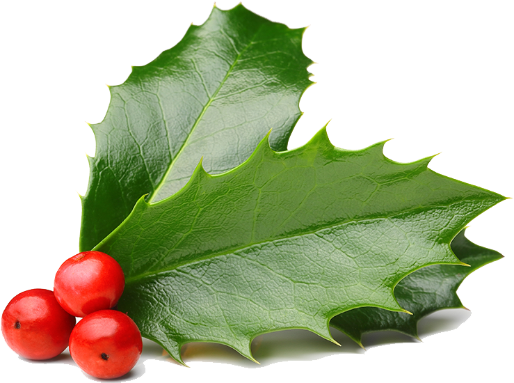 Holly Leavesand Berries