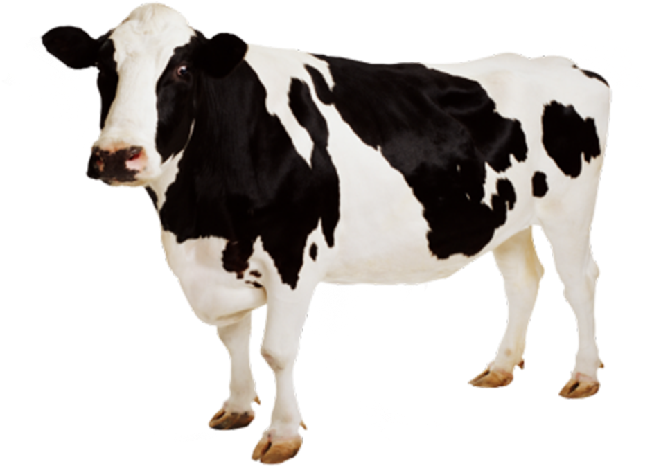 Holstein Friesian Dairy Cow Standing