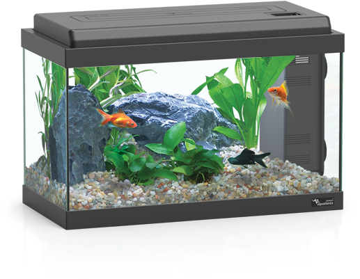 Home Aquarium With Fishand Plants