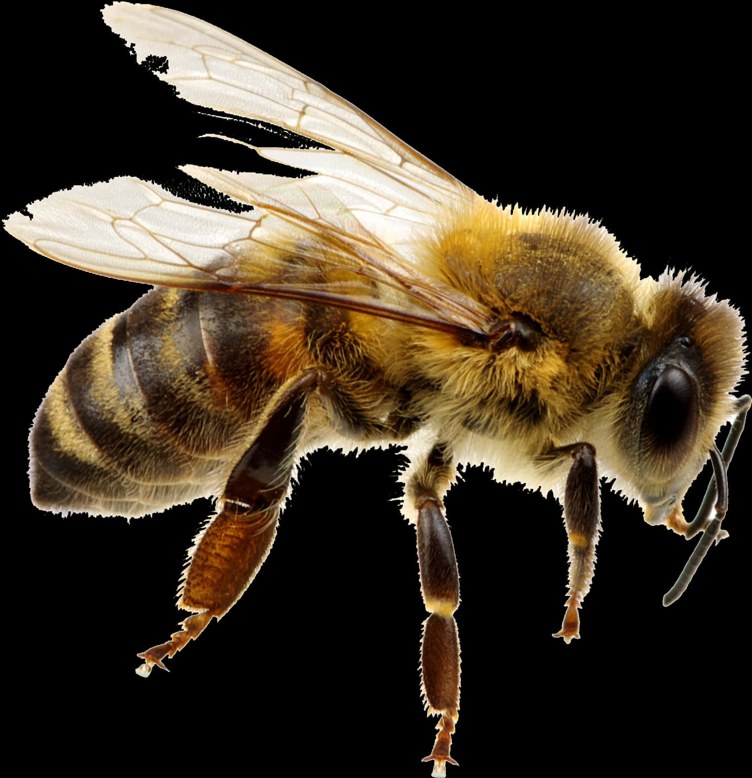 Honeybee_ Closeup