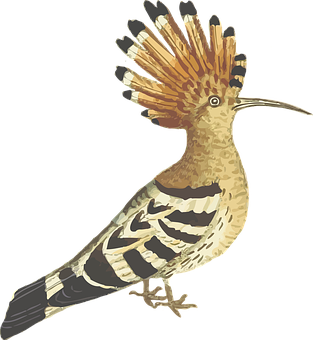 Hoopoe Bird Illustration