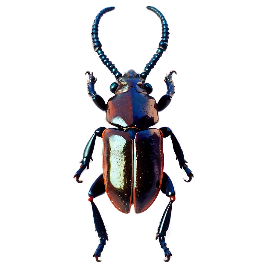 Horn Beetle Png 06132024