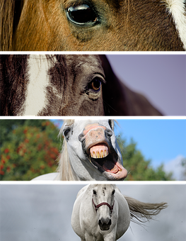 Horse Collage Expressions.jpg