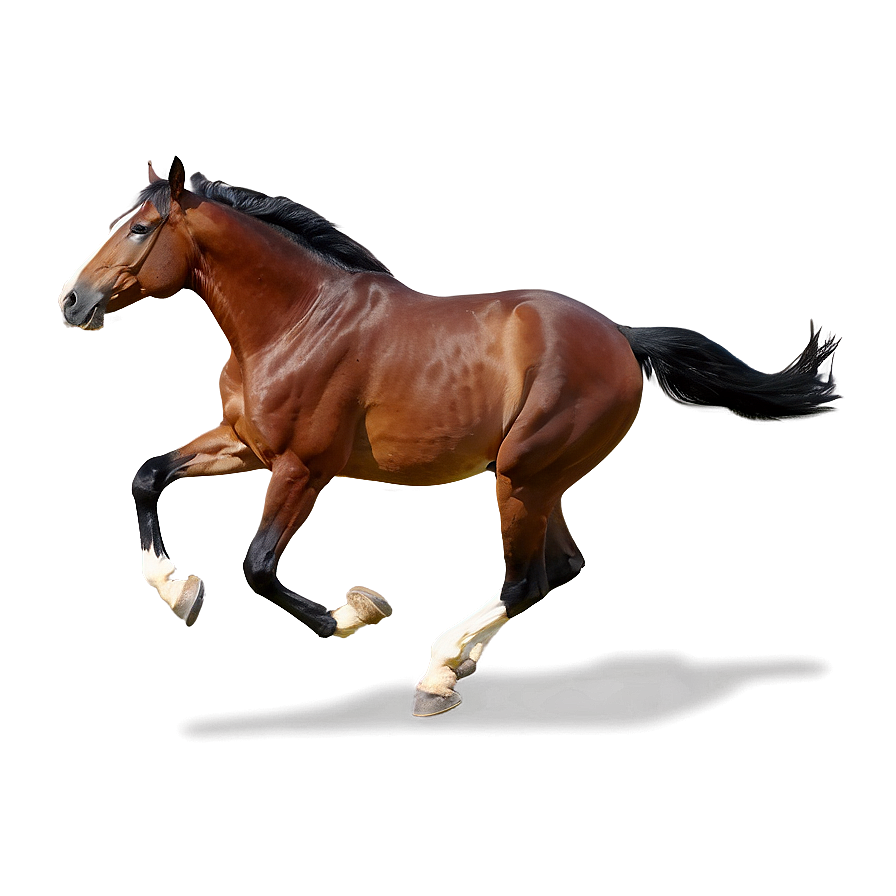 Horse Gallop Png Cuj