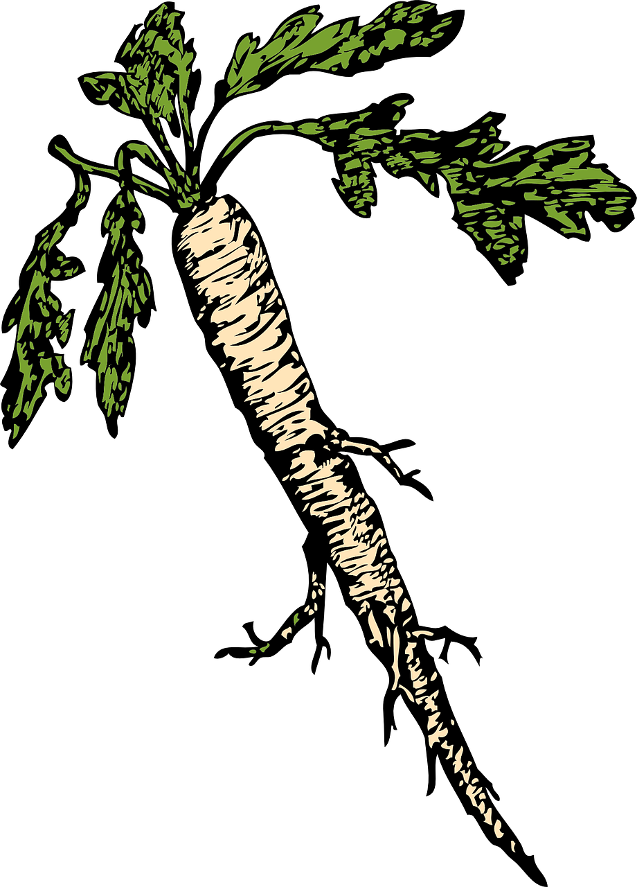 Horseradish Root Illustration
