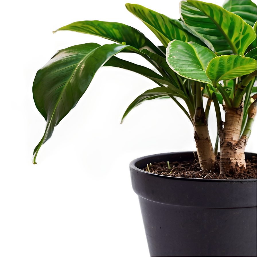 House Plants Png Dhp45