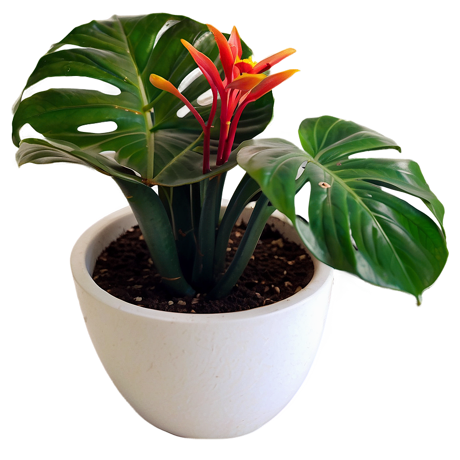 House Plants Png Qke8