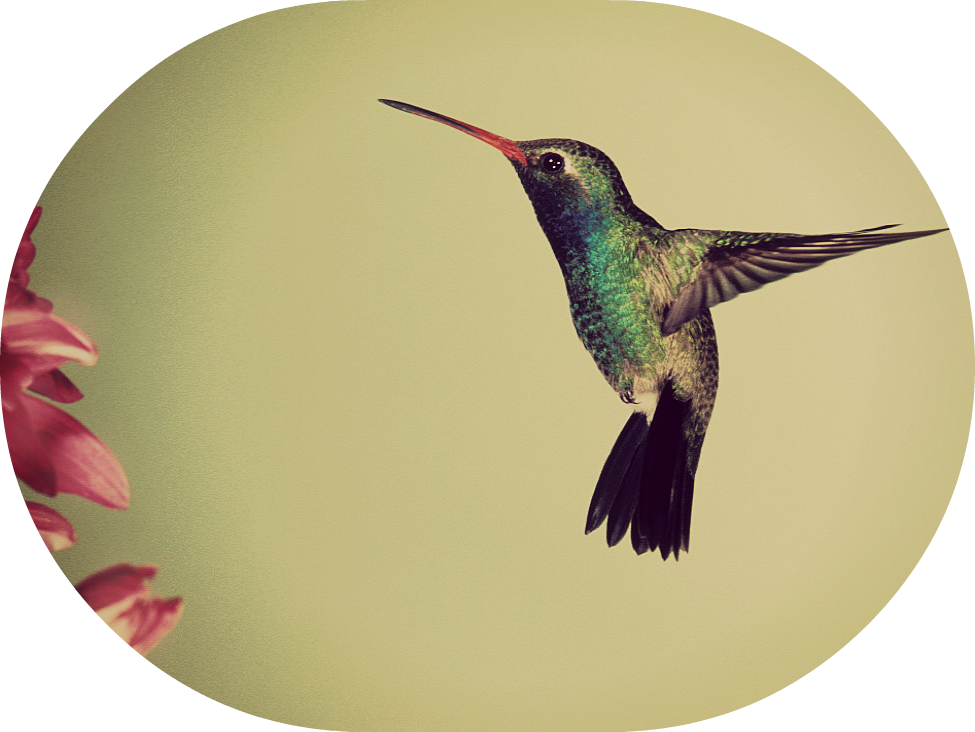 Hovering Hummingbird Near Flowers