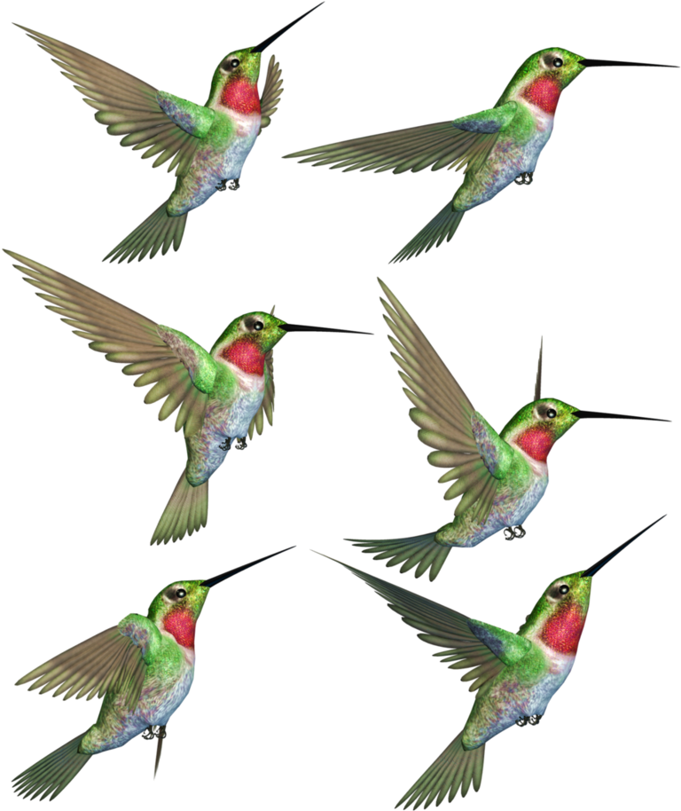 Hovering Hummingbirds Flight Patterns