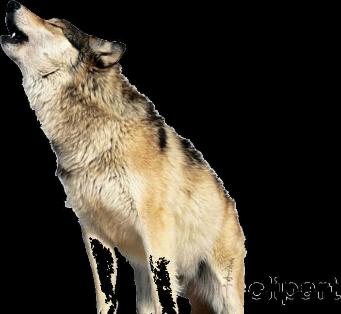 Howling Wolf Transparent Background