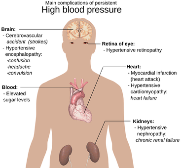 Human Anatomy Internal Organs Illustration