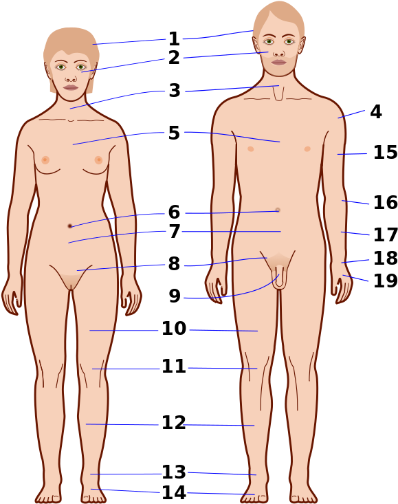 Human Anatomy Reference Points