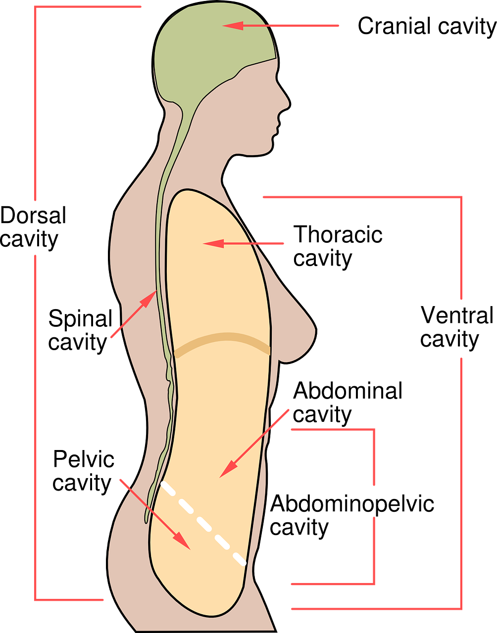 Human Body Cavities Diagram