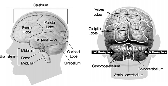 Human Brain Anatomy Illustration