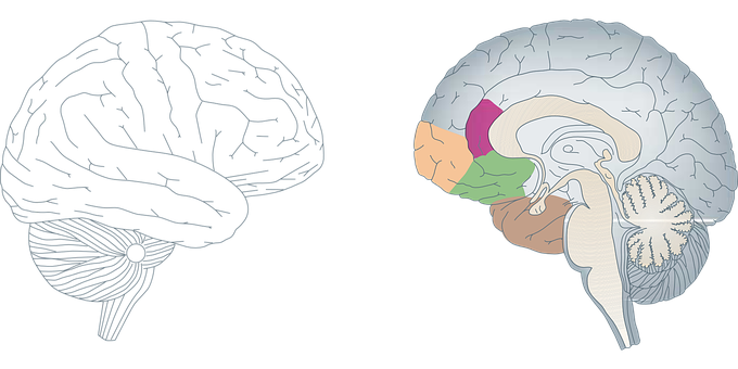 Human Brain Anatomy Illustration