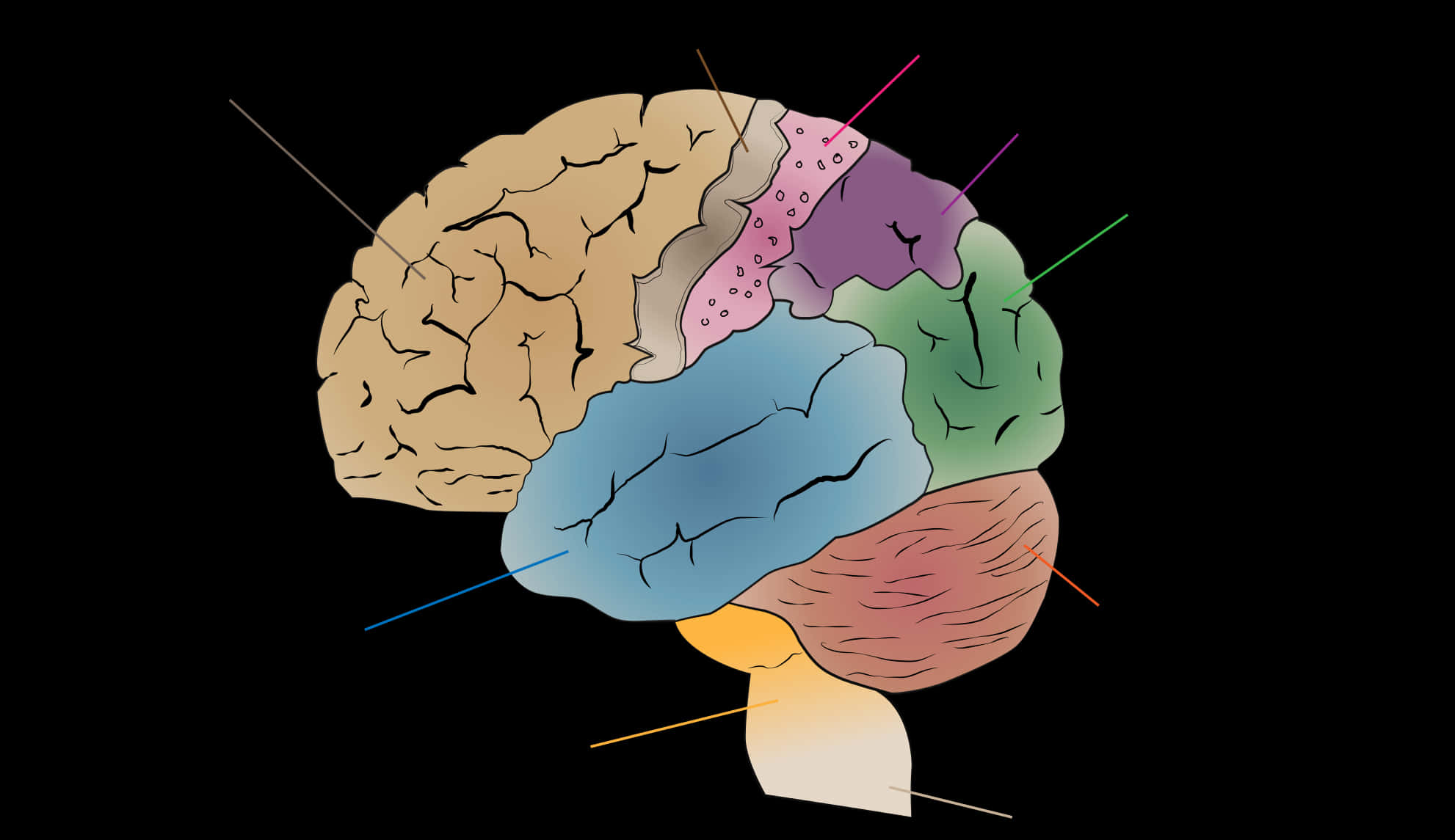 Human Brain Anatomy Illustration