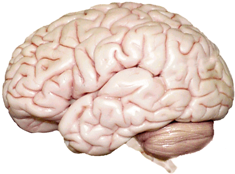 Human Brain Anatomy