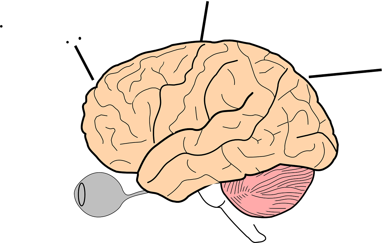 Human Brain Illustration