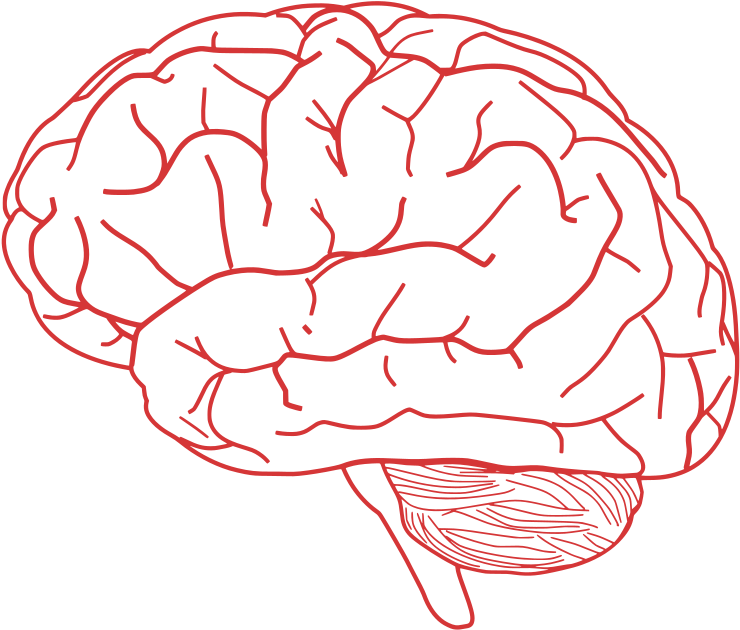 Human Brain Illustration