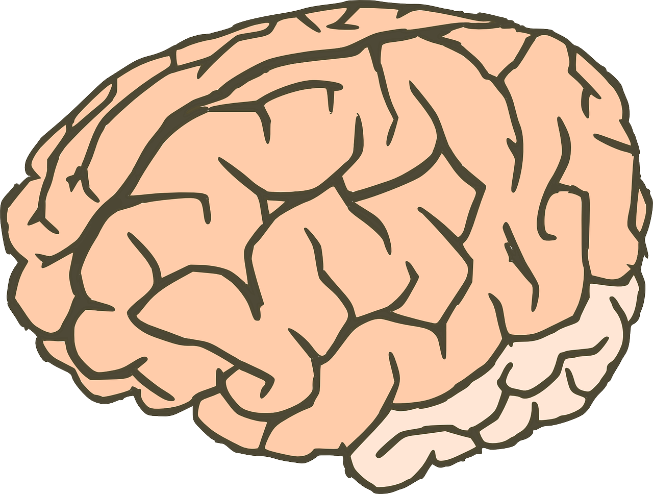 Human Brain Illustration