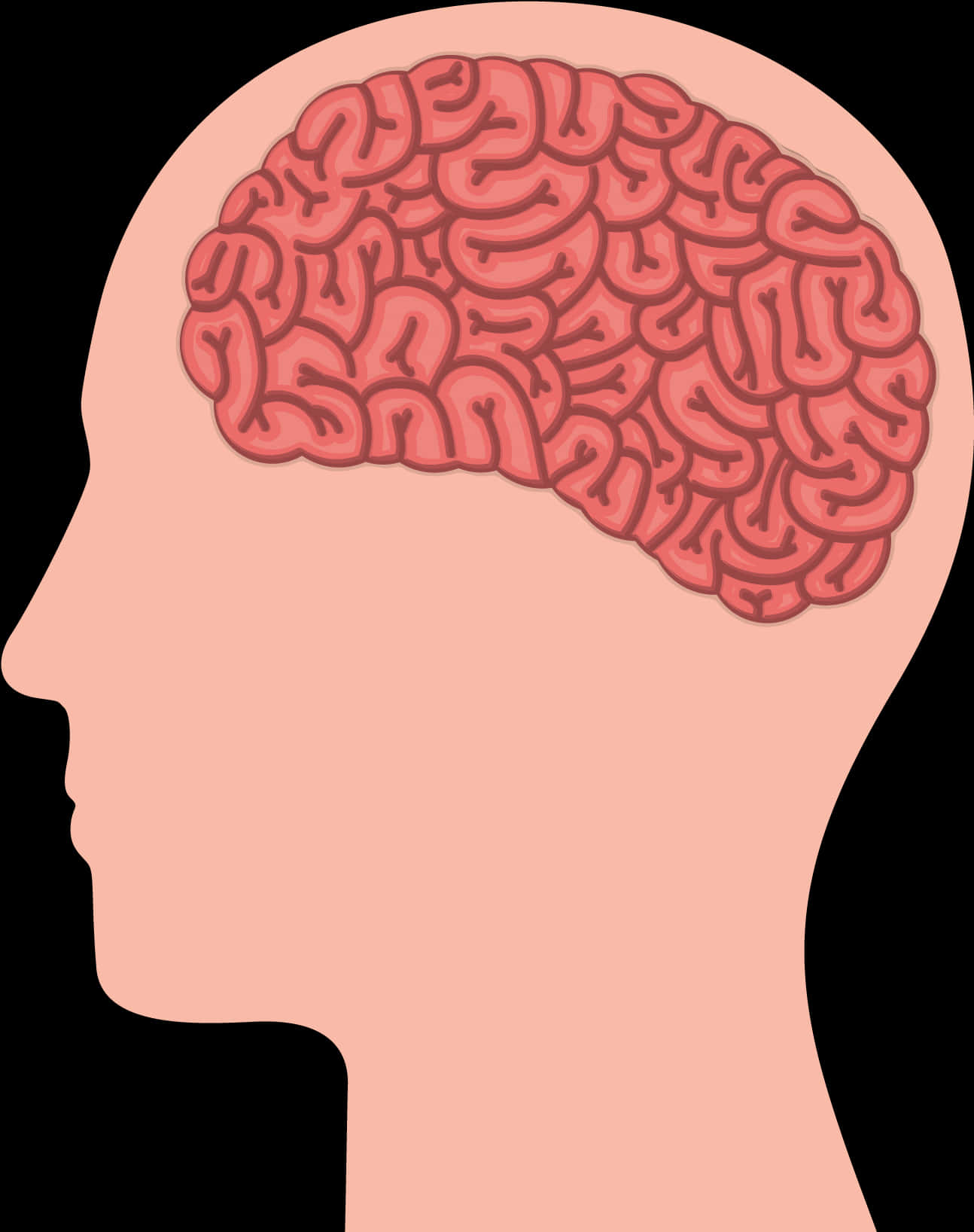 Human Brain Illustration