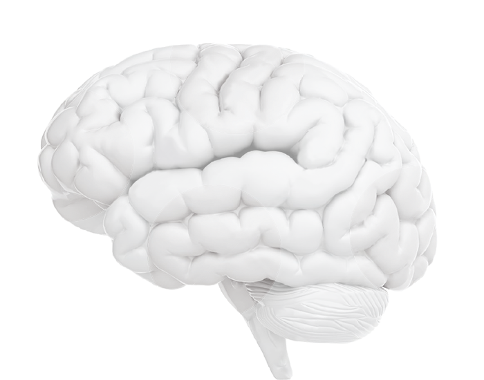 Human Brain Model Graphic