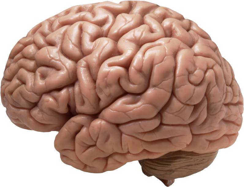 Human Brain Model