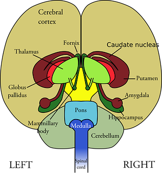 Human Brain Structure Diagram