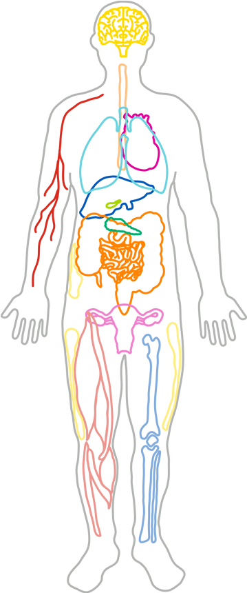 Human_ Circulatory_and_ Respiratory_ Systems_ Sketch