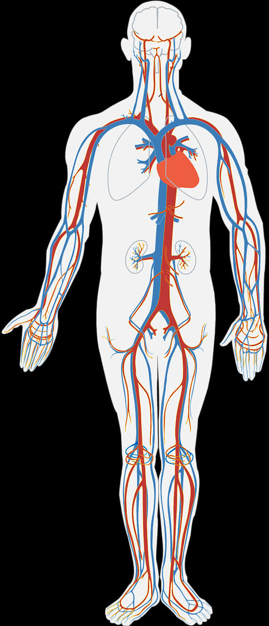 Human Circulatory System Illustration