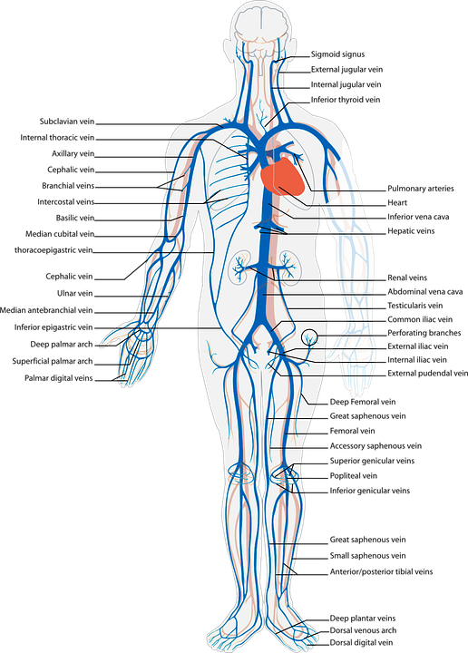 Human Circulatory System Veinsand Arteries