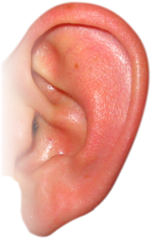 Human Ear Close Up.jpg