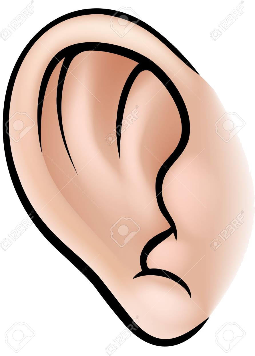 Human Ear Illustration